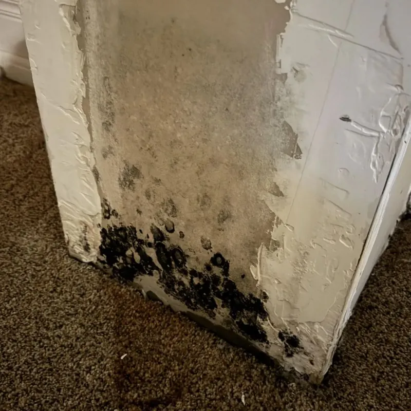 Professional Mold Removal in Three Rivers, CA